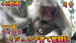 【赤ちゃん・ニホンザル・４K動画】ミジュママとミウちゃん　ミジュの子育て奮闘記