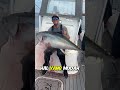 inilah alasan kenapa ikan tuna harganya sangat tinggi