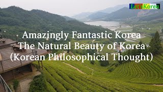 The natural beauty of Korea #보성죽림다원 #보성제다 #Boseong Tea Farm in Korea #meditation