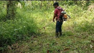 MERABAS RUMPUT MENGGUNAKAN TALI SEGI EMPAT UKURAN 2,4 MM  KUAT JUGA