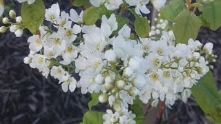 #shorts common hawthorn | prunus padus | #beautiful white flowers | Dublin | Ireland #flowers