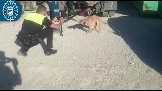 190520 - Policía Local Málaga - GRUPRONA - Capturado uno de los perros que atacaron a un hombre