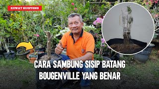 Cara Sambung Sisip Batang Bougenville Yang Benar