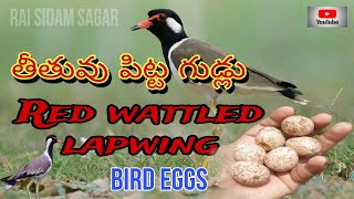 తీతువు పిట్ట గుడ్లు పొలాల్లో దొరికినవి..Red wattled lapwing bird eggs