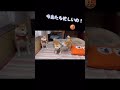 最強母柴犬がずっと世界一優しくて泣ける… 柴犬 shibainu