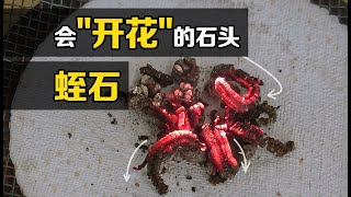 “蛭石”是什么？把几颗石头用火一烧，有趣的现象发生了