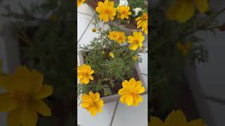 Beautiful Cosmos Flowers Blooming In My Garden 👌🌼🥰|#homegarding 🏡🧑‍🌾#ytshots #viral_shorts