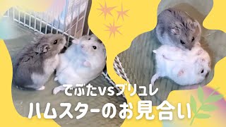 ハムスターのお見合い～ジャンガリアンの初デート