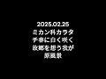 2025.02.25　ミカン科カラタチ春に白く咲く　故郷を想う我が原風景