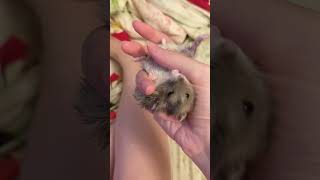 倉鼠身體沒有面向主人也要撒嬌/🐹shows affection even if body isn’t facing👩🏻/🐹は体が飼い主の方を向いていなくても甘える/仓鼠身体没有面向主人也要撒娇