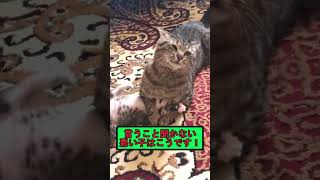 ネットで見つけた面白動画集vol 107 #funny #動物 #猫 #目玉焼き #男にはわかる例のアレ