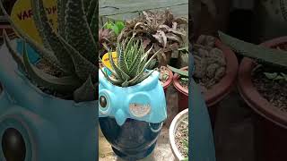 Super Hardy Succulent: Haworthia, Sanseveria, Aloe, Euphorbia and Cacti