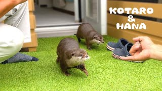 カワウソコタローとハナ 庭が完成！業者さんに挨拶する２人　Otter Kotaro\u0026Hana New Balcony Garden