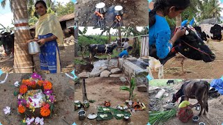 நம்ம தோட்டத்தில் மாட்டுப்பொங்கல் திருநாள் 🐄🧉|village mattu pongal celebration |village life style