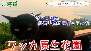 【猫と旅行】サロマ湖の細い陸地サイクリング『ワッカ原生花園』【北海道】