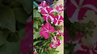 Beautiful Petunia flowers blooming views | Lipsha world