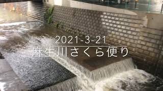 麻生川さくら便り　3月21日の様子