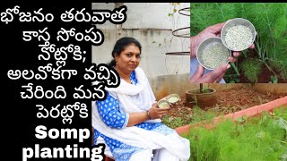 Fun gardening ఇది నమ్మండి-పంటలన్నీ పండిచ్చేద్దాం రండి/How to Grow Somp (Fennel)on Terrace Garden #67