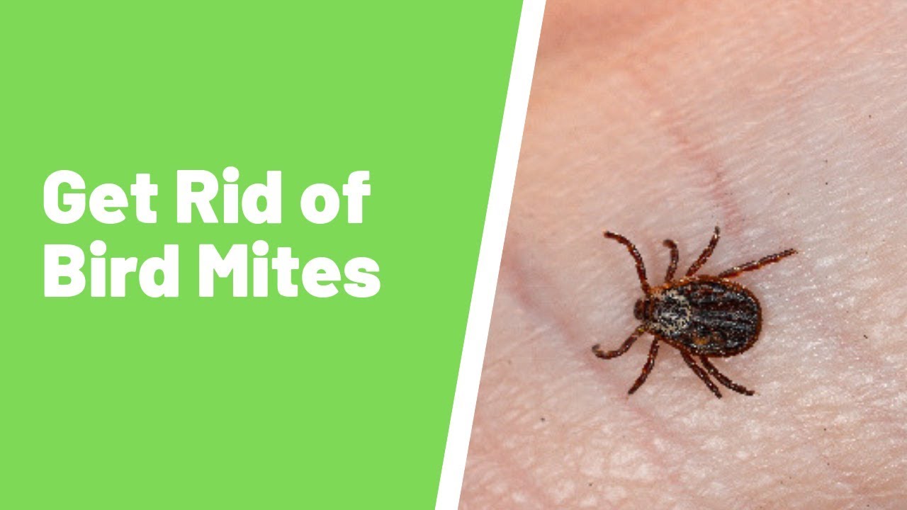 How To Get Rid Of Bird Mites - YouTube