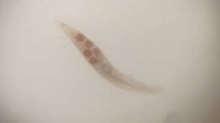 flatworm with eggs