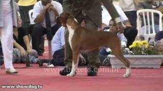 Show Dog - Boxer - Airafs S A Uncas