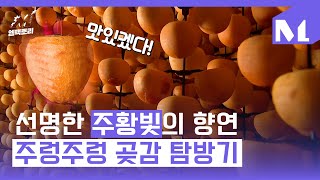 [엠팩토리] 여길 봐도 저길 봐도 주황색 곶감이 주렁주렁! 곶감 제작 과정 탐방기