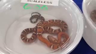 Repticon Tampa 2017 (FULL 40min Walkthrough)