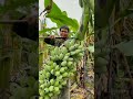 Banana Harvest  Cutting Bananas On The Farm#satisfying #short