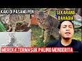 CATS LOVERS TV HADIR KEMBALI WAJAH-WAJAH KUCING DULU MENDERITA DI JALAN..!