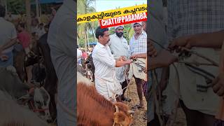 🐂വളർത്തു കാളകുട്ടികളുടെ കച്ചവടം ചട്ടിപ്പറമ്പ ചന്തയിൽ Chattipparamba Chanda new | Bull market Kerala