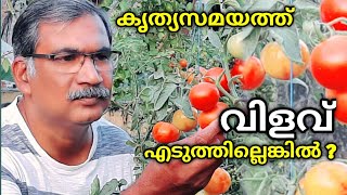 തക്കാളി കൃത്യസമയത്ത് വിളവ് എടുത്തില്ലെങ്കിൽ ? |How to Harvest Tomatoes at Home |Thakkali Krishi Tips