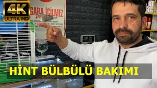 HİNT BÜLBÜLÜ BAKIMI VE EŞ SEÇİMİ