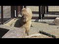 capybara doesn t want to be taken away bamboo 🐾