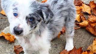 I Got A Puppy! (Riku's New Home) | Vlog