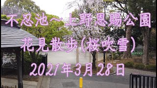 【桜】不忍池～上野恩賜公園 桜吹雪 2021年3月28日【花見】