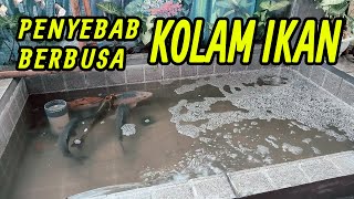 Kolam Ikan Koi Berbusa Akibat Banyak Garam