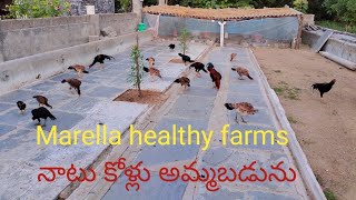 #Benefits of country chicken farming | ఫాం నందు నాటుకోళ్లు అమ్మబడును | Marella healthy farms