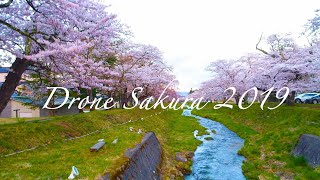 桜の名所ドローン旅　SakuraDrone2019　4K　DroneRangerMiura Vlog 5　#観音寺川桜　＃流川桜　＃鰺ヶ沢町桜　#東北桜