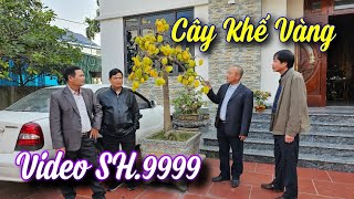 SH.9999. Gặp cây Khế như cây vàng SH.9999 ngày du xuân đẹp quá. Bác nào yêu thích Đth.0868.804.803