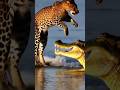 Leopard and Crocodile: Ultimate Showdown #shorts ##ytshorts