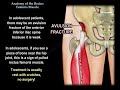 Anatomy Of The Rectus Femoris Muscle - Everything You Need To Know - Dr. Nabil Ebraheim