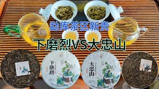 勐库茶区新贵，对比冲泡下磨烈和大忠山古树，不同海拔优缺点明显