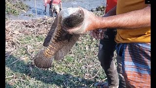 Best fishing//বাপরে বাপ এত বড় শৈল মাছ দেখছেন কখনো