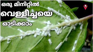 ഇലകളിലെ വെള്ളകുത്ത്‌ മാറ്റാൻ | Vellicha shalyam maran | Remedies to get rid of mealybugs whiteflies