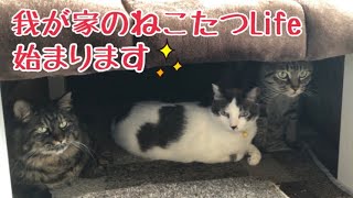 我が家のねこたつlife始まります♡の巻【うちの子４にゃんず】