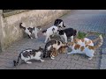 8 Male Cats chasing the Female Cat want to have the female cat by force