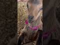 Gopher Eared Mini Macha Says “Good Morning” #homesteading #babygoats #babyanimals #farmanimals