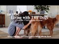 [Pt 2/2] Life with 2 Goldens | Auntie from Korea, Winery, Shopping, Brunch, Barbecue with Dogs