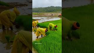 ബംഗാളി കർഷകർ / Bapgali farmer's #bangalifarmer's #shortvideo #jithuzjourney