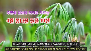 봄나물 - 4월 봄나물 들풀 19종을 구별하는 핵심 key, 성남 신구대식물원